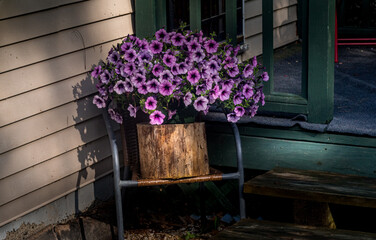 Fototapeta na wymiar Purple planter flowers on our porch in Windsor in Broome County in Upstate NY. A hanging basket sits on a tree log on a chair by the front porch in the morning sun.