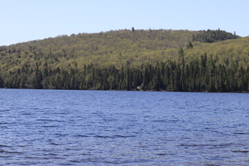 lake in the woods