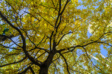 crowns of oak trees with yellow foliage.golden autumn