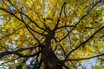 crowns of oak trees with yellow foliage.golden autumn