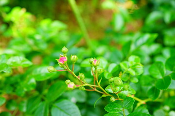 Red Rosebud at Rose Garden in Japan - 赤い バラの蕾 ローズ ガーデン 日本
