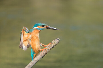 Kingfisher - Alcedo atthis