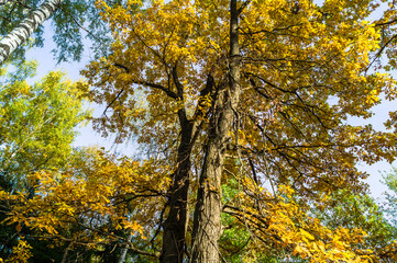 crowns of oak trees with yellow foliage.golden autumn