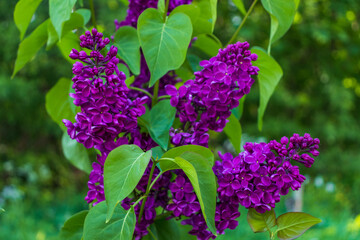 purple blooming varietal double lilac with green leaves in spring garden