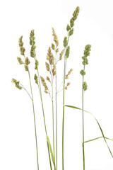 Bent grasses spikelet flowers wild meadow plants isolated on white background. Abstract fresh wild...