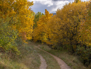 Autumn, fall forest. A path through autumn foliage forest with yellow leaves.