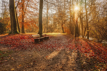 Sunlit glade in old park in autumn, wooden benches, october morning. Golden landscape. Autumn mood and solitude concept