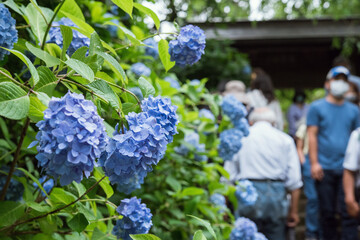 Hydrangea flowers and tourists at Meigetsuin Temple in Kamakura during COVID-19...