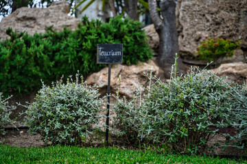 Teucrium fruticans with the name written on a blackboard.