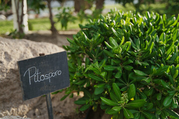Ornamental plant pitosporum (pittosporum tobira)
with the name written on a blackboard.