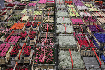 Carts of variety of flowers staging at Aalsmeer  auction market