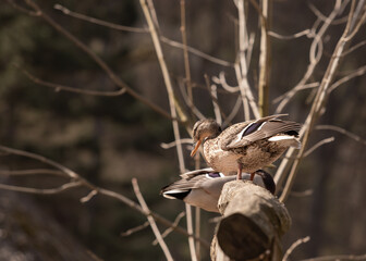 Wild duck sitting on a tree trunk.