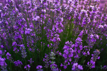 Lavender, close up, macro