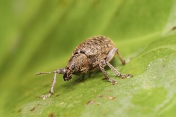 little brown beetle Brachypera dauci