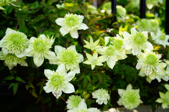 Clematis, White flower - クレマチス (テッセン) 白い花