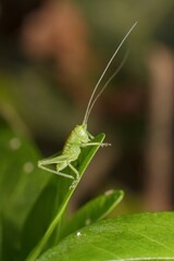 little green grasshopper on the grass