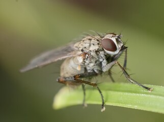 little young fly on the grass