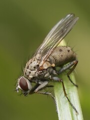 little young fly on the grass