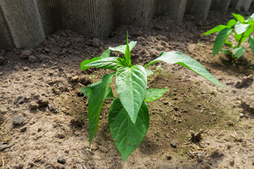 plants