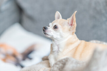 A small dog resting on pillows