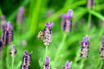 Blumenwiese, Bienen, Garten, Blühte, Mohnblühte
Mohn, Bienenfreundlich, Insekten, Wiese, Blumen,
Biene, 