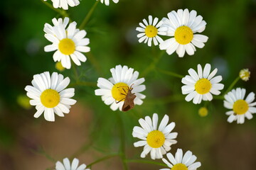 Obraz premium Blumenwiese, Bienen, Garten, Blühte, Mohnblühte Mohn, Bienenfreundlich, Insekten, Wiese, Blumen, Biene, 
