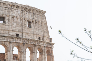 Detail image of the Colosseum in Rome, with a seagull flying
