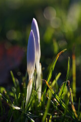 crocus flower in spring