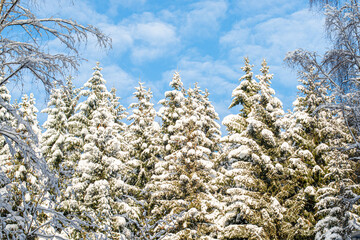 Snow covered evergreen spruce pine needle trees in a forest with blue sky and feathery clouds over head