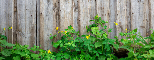 Herbs in the meadow against the background of a wooden fence. Nettle and celandine Chelidonium majus . Herbs garden