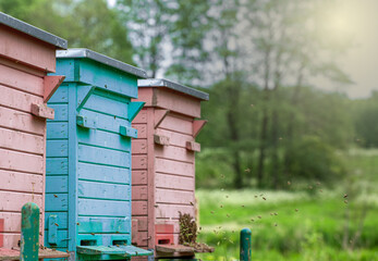 Colorful hives and bees in the meadow in the sunshine