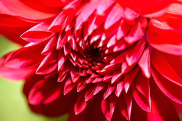 Red dahlia flower close up.  Nature background