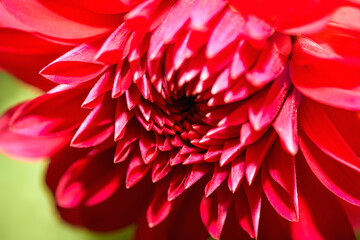 Red dahlia flower close up.  Nature background
