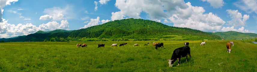 Fototapeta na wymiar Panorama of green pasture with cows. Warm summer day on a background of blue sky with clouds.