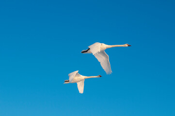Fototapeta na wymiar white swans fly in the sky under the bright sun