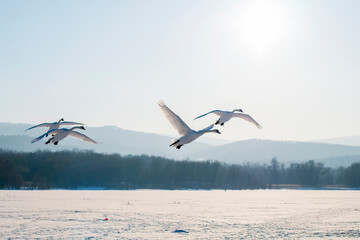 white swans fly in the sky under the bright sun