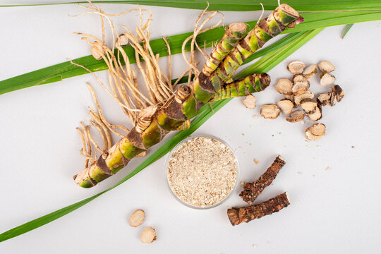 Fresh and dried Acorus calamus roots, also known as sweet flag, calamus leaves and powder isolated on light background.