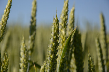 Obraz premium Wheat ear with blurred background
