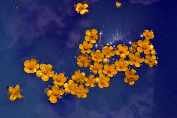 Yellow flowers floating on blue water with sparks