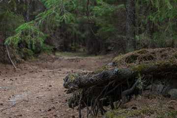 Obraz premium Forest landscape.