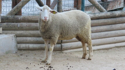 Obraz premium sheep in a farm