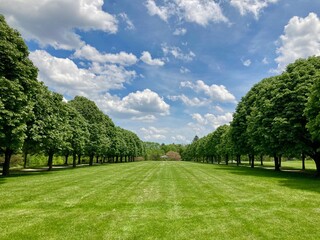 landscape with rows of trees
