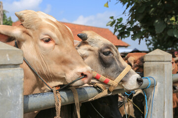 Cattle,cows ( sapi ) in animal markets to prepare sacrifices on Eid al-Adha.