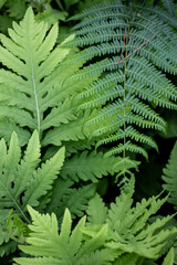 Ferns UK