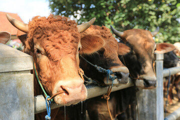 Cattle,cows ( sapi ) in animal markets to prepare sacrifices on Eid al-Adha.