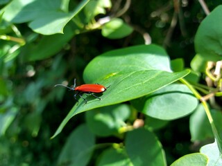 insect insect gnaws on tree leaves