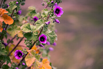 Flowers orange and Purple