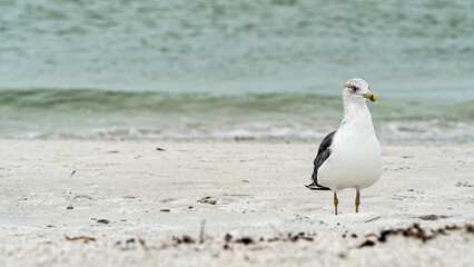 Laughing Gull standing on top of a sandy beach close up along shore