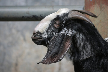 Goat/lamb ( kambing ) in animal markets to prepare sacrifices on Eid al-Adha.