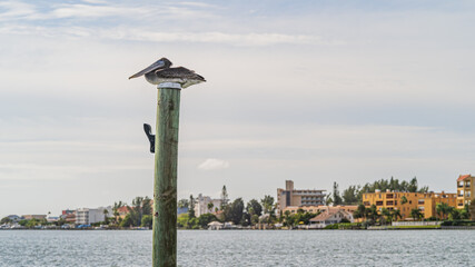 Brown Pelican roosting on top of a wooden dock pile against cloudy sky and coast